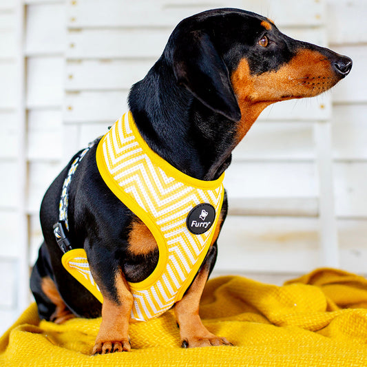 Reversible Dog Harness Sunny Side Up